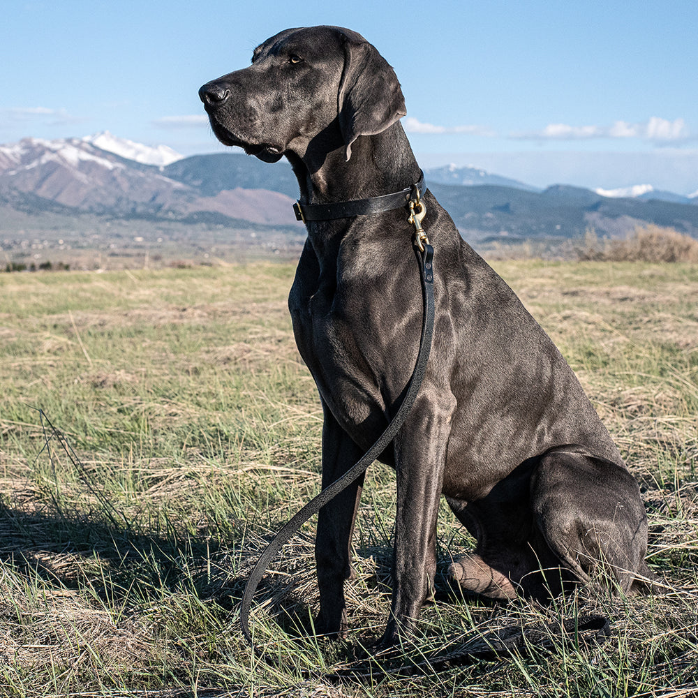 Dog Collar – Embrazio